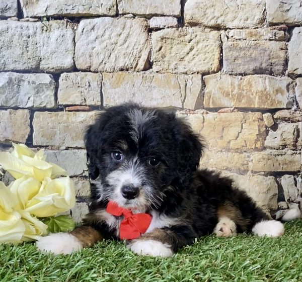 Mr. Victor the Mini-Bernedoodle - Image 6