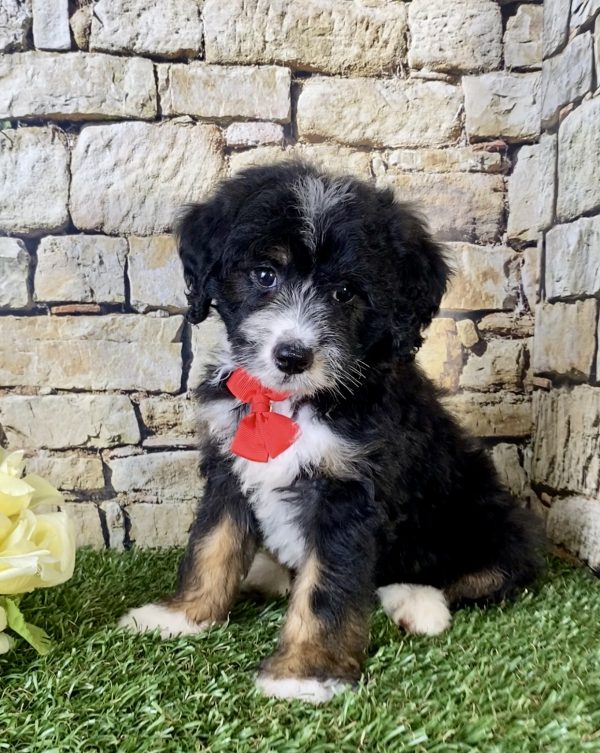 Mr. Victor the Mini-Bernedoodle puppy