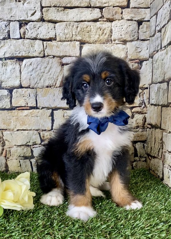 Mr. Vince the Mini-Bernedoodle - Image 2