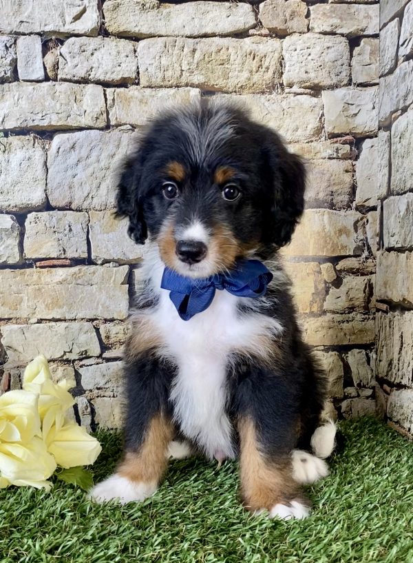 Mr. Vince the Mini-Bernedoodle puppy