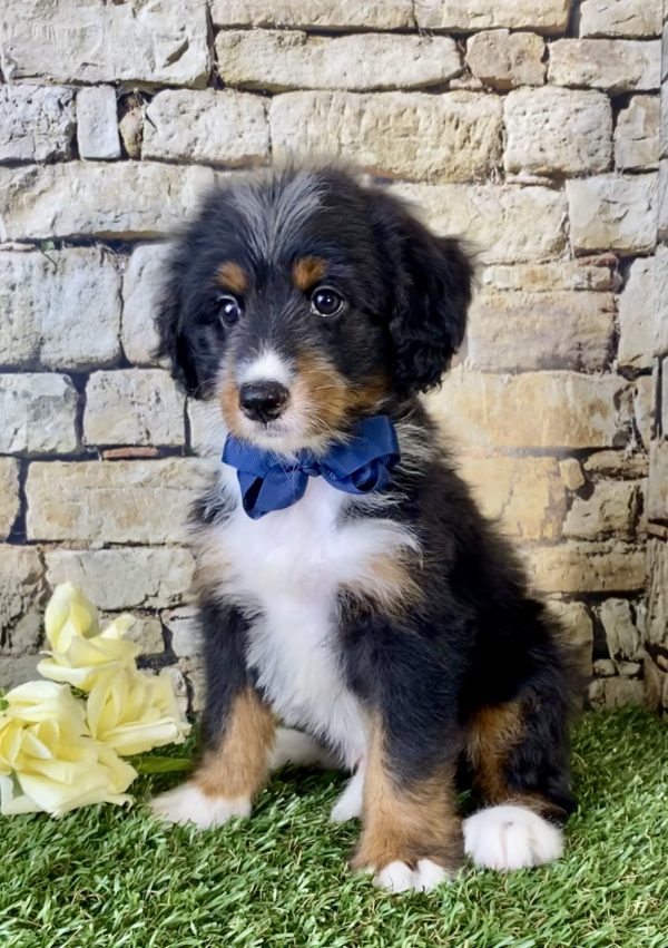 Mr. Vince the Mini-Bernedoodle - Image 5