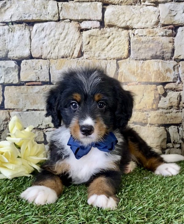 Mr. Vince the Mini-Bernedoodle - Image 6