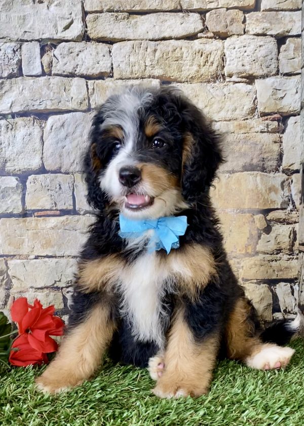 Mr. Ego the Mini-Bernedoodle - Image 2