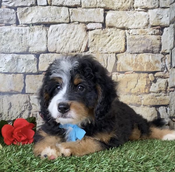 Mr. Ego the Mini-Bernedoodle - Image 3