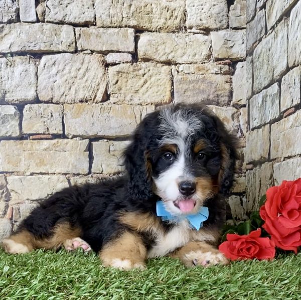 Mr. Ego the Mini-Bernedoodle - Image 5