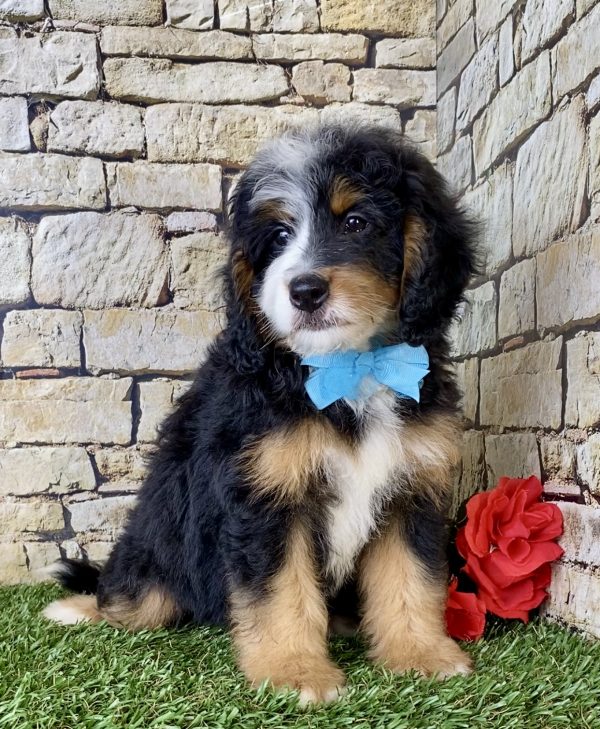 Mr. Ego the Mini-Bernedoodle - Image 6