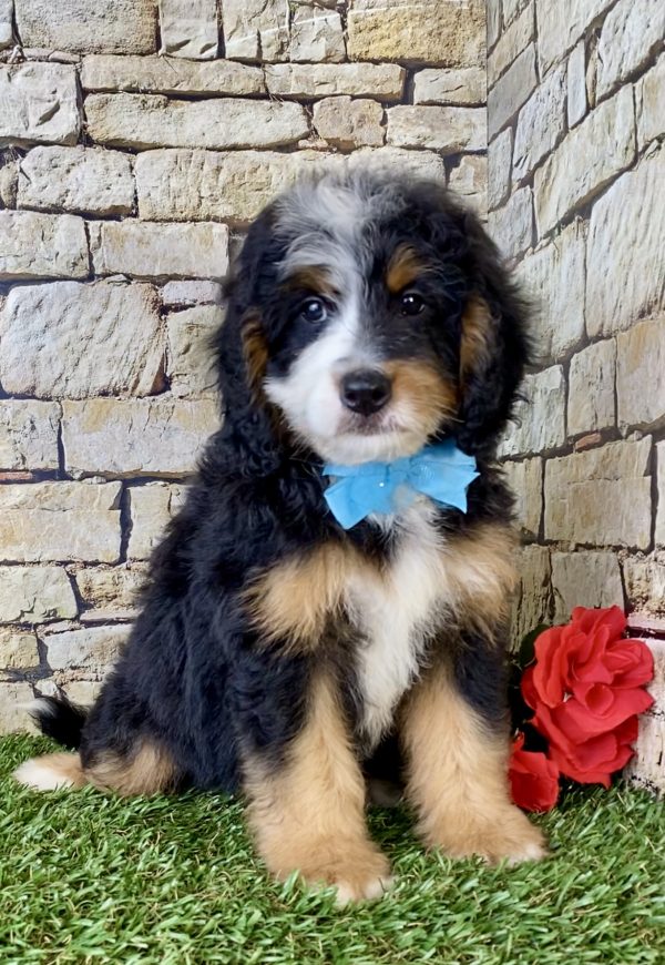Mr. Ego the Mini-Bernedoodle puppy