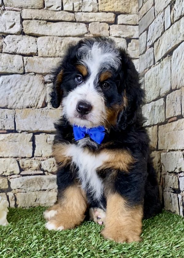 Mr. Eclipse the Mini-Bernedoodle - Image 2