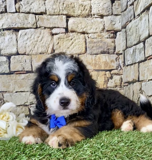 Mr. Eclipse the Mini-Bernedoodle - Image 3