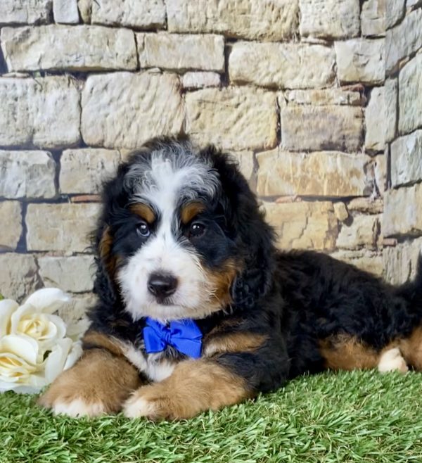 Mr. Eclipse the Mini-Bernedoodle - Image 4