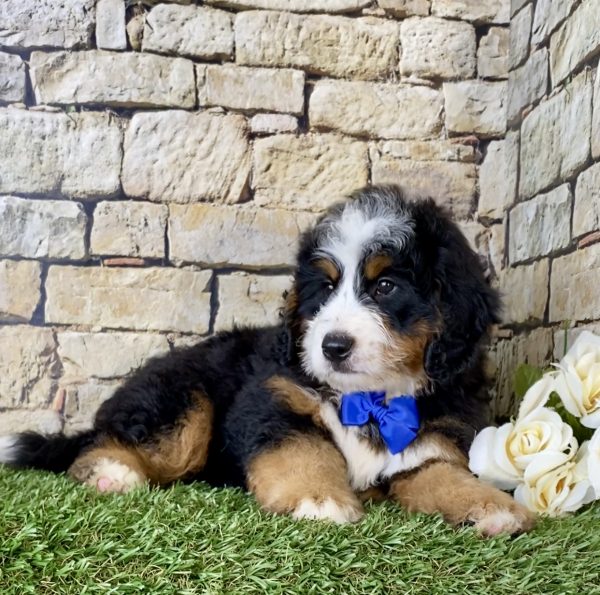 Mr. Eclipse the Mini-Bernedoodle - Image 5