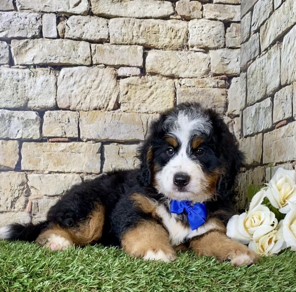 Mr. Eclipse the Mini-Bernedoodle - Image 6