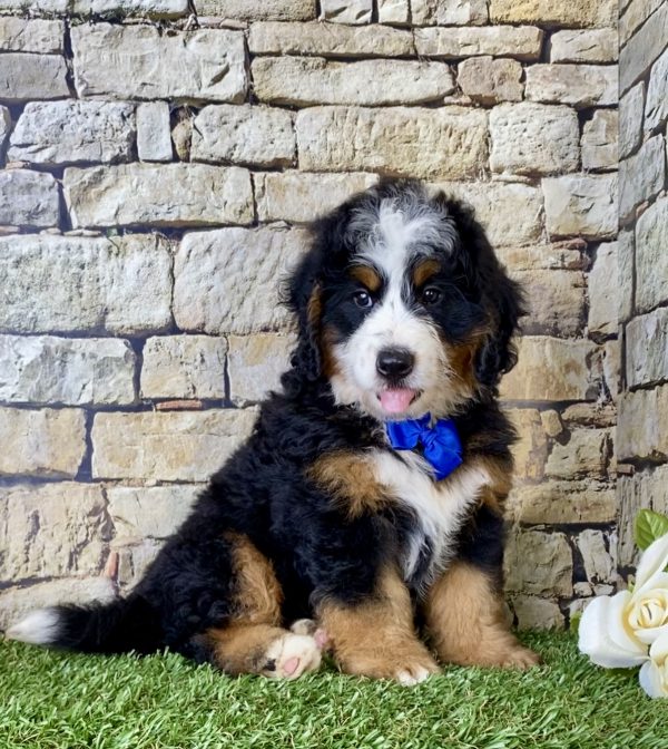 Mr. Eclipse the Mini-Bernedoodle - Image 7