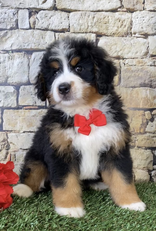 Mr. Echo the Mini-Bernedoodle - Image 6