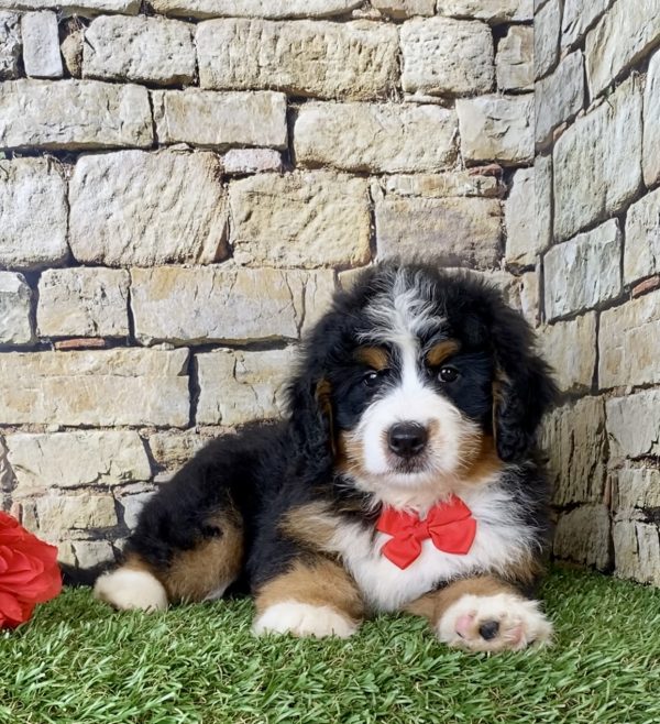 Mr. Echo the Mini-Bernedoodle - Image 5