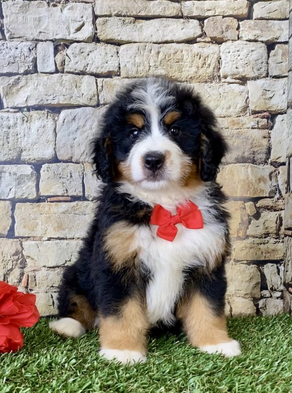Mr. Echo the Mini-Bernedoodle - Image 4