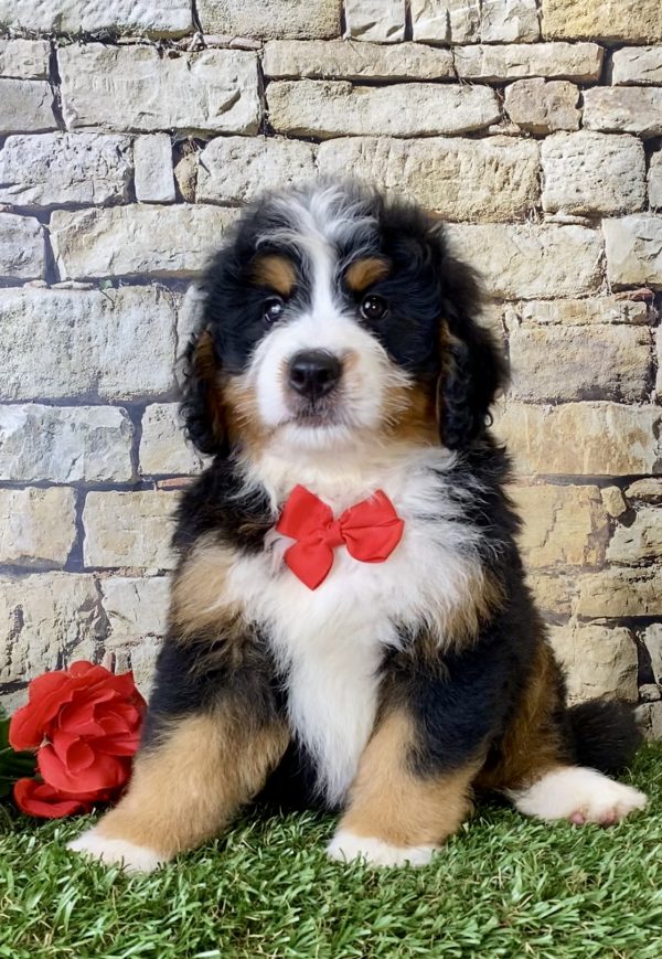 Mr. Echo the Mini-Bernedoodle - Image 3