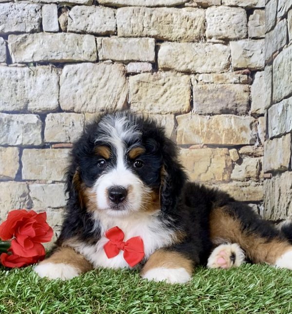 Mr. Echo the Mini-Bernedoodle - Image 2