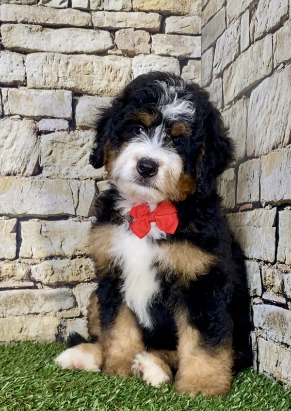 Mr. Einstein the Mini-Bernedoodle - Image 2