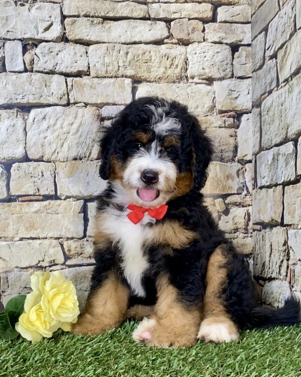 Mr. Einstein the Mini-Bernedoodle - Image 3