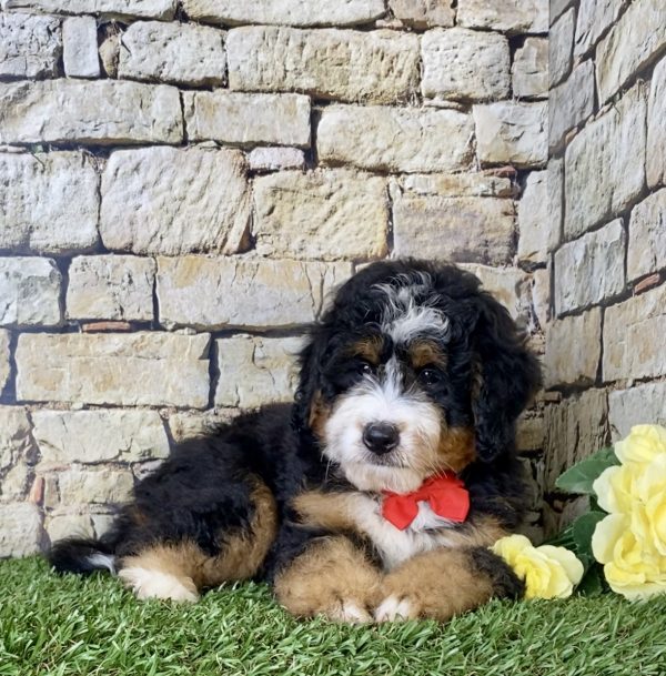 Mr. Einstein the Mini-Bernedoodle - Image 4