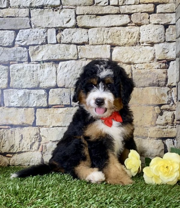 Mr. Einstein the Mini-Bernedoodle - Image 5