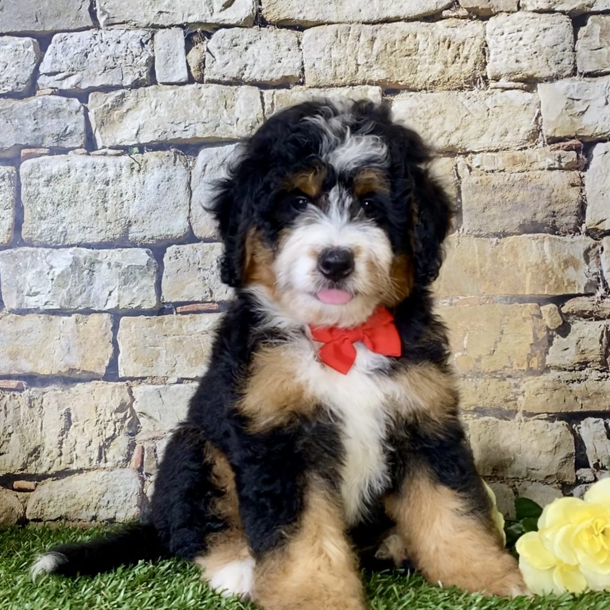 Bernedoodle Puppies For Goldendoodle Mixed With Bernese Mountain