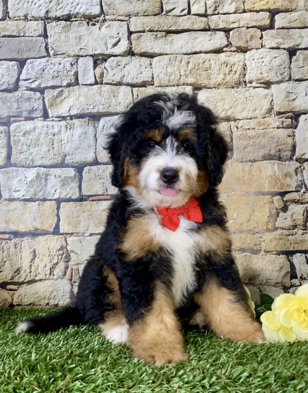 Mr. Einstein the Mini-Bernedoodle puppy