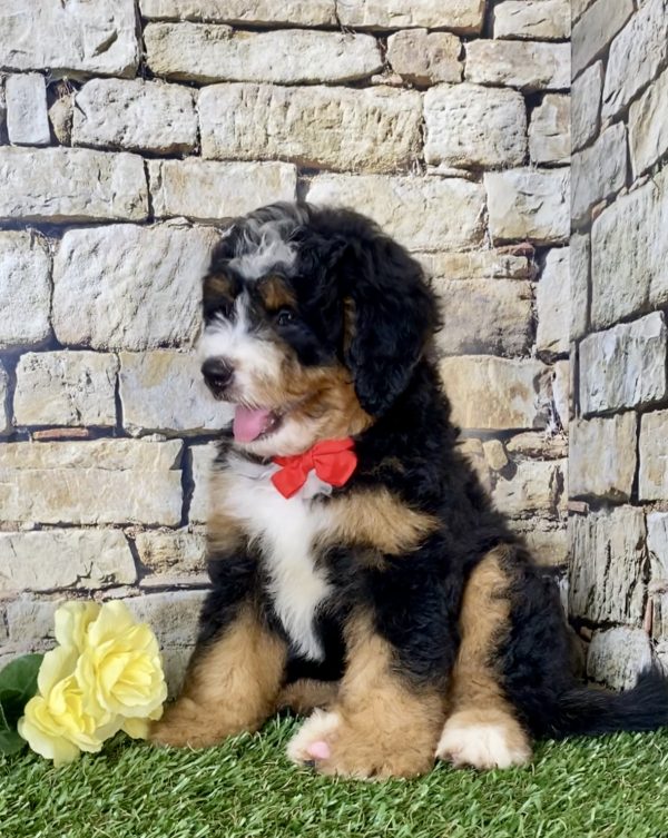 Mr. Einstein the Mini-Bernedoodle - Image 6