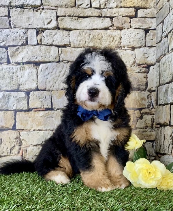 Mr. Elmo the Mini-Bernedoodle - Image 2