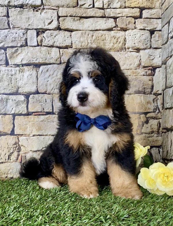 Mr. Elmo the Mini-Bernedoodle - Image 3