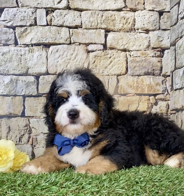 Mr. Elmo the Mini-Bernedoodle - Image 5