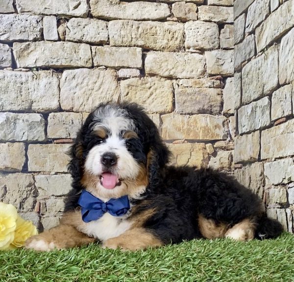 Mr. Elmo the Mini-Bernedoodle - Image 6