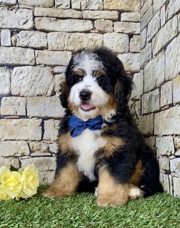 Mr. Elmo the Mini-Bernedoodle puppy
