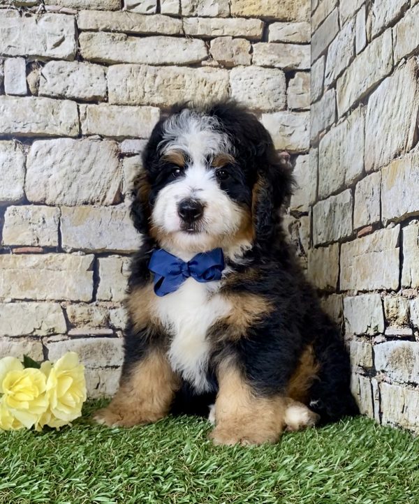 Mr. Elmo the Mini-Bernedoodle - Image 7