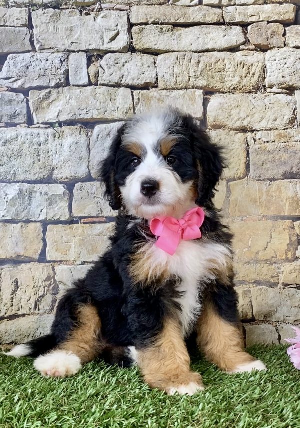 Ms. Ember the Mini-Bernedoodle - Image 2
