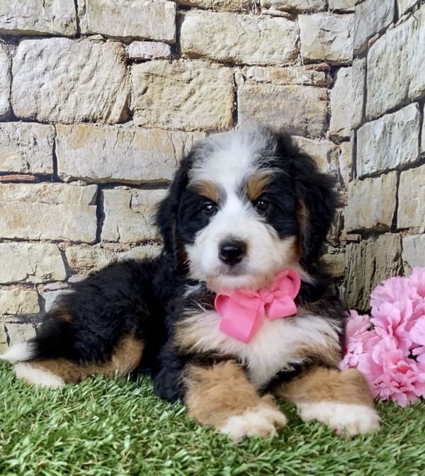 Ms. Ember the Mini-Bernedoodle - Image 3