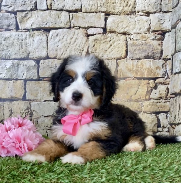 Ms. Ember the Mini-Bernedoodle - Image 4