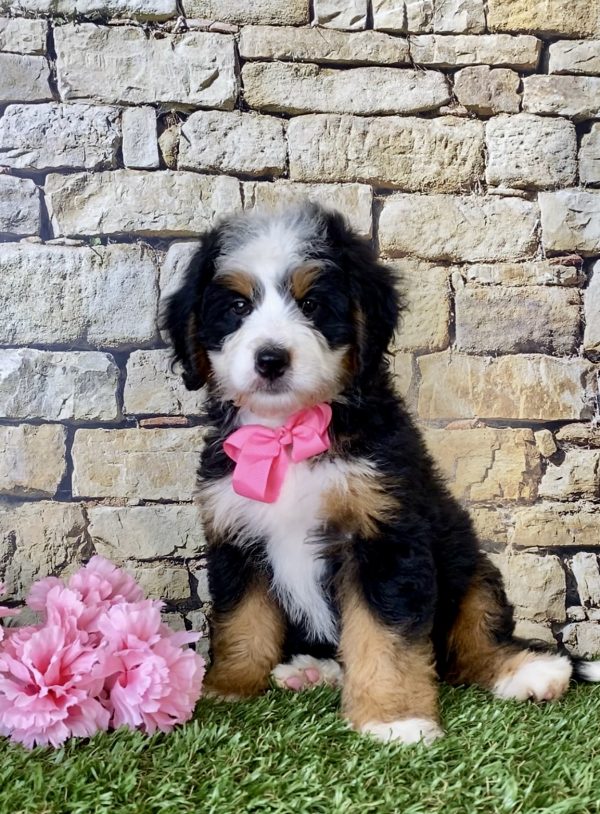 Ms. Ember the Mini-Bernedoodle - Image 5