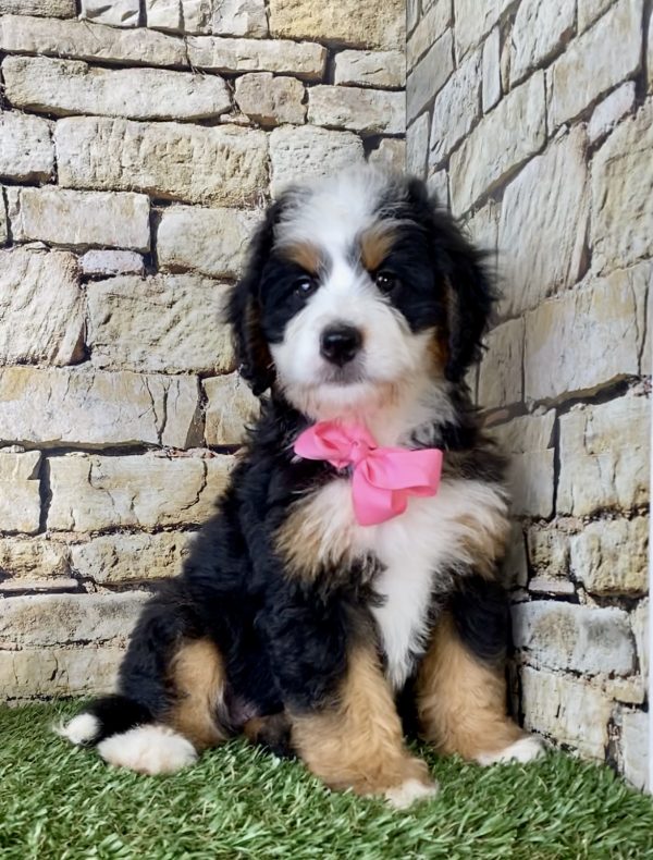 Ms. Ember the Mini-Bernedoodle puppy