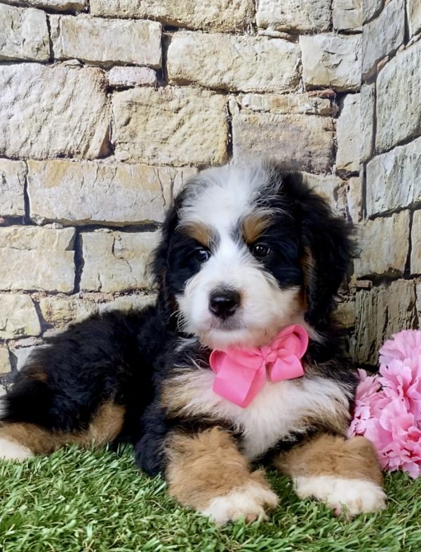 Ms. Ember the Mini-Bernedoodle - Image 6