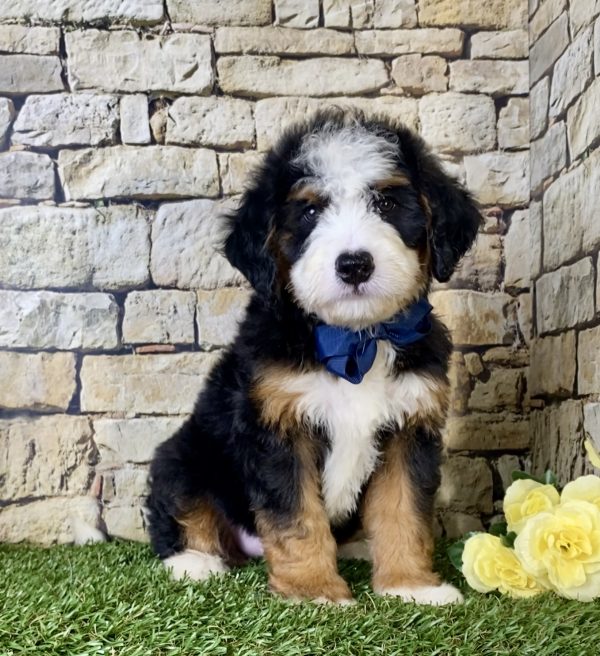 Mr. Ivo the Mini-Bernedoodle puppy