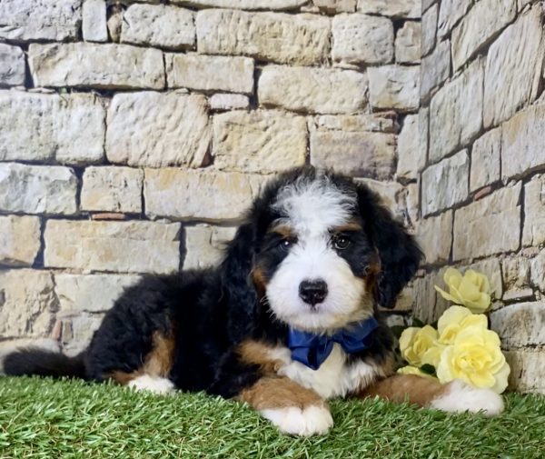 Mr. Ivo the Mini-Bernedoodle - Image 2