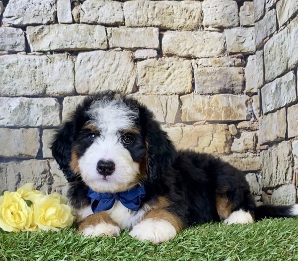 Mr. Ivo the Mini-Bernedoodle - Image 3