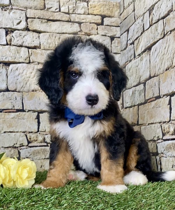 Mr. Ivo the Mini-Bernedoodle - Image 4