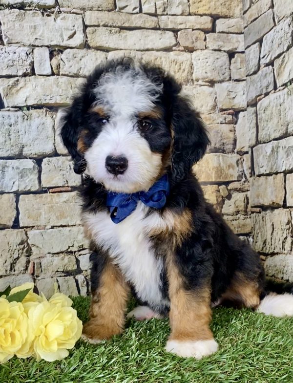 Mr. Ivo the Mini-Bernedoodle - Image 5
