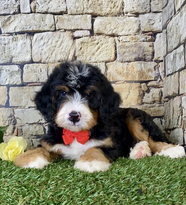 Mr. Irvin the Mini-Bernedoodle - Image 2