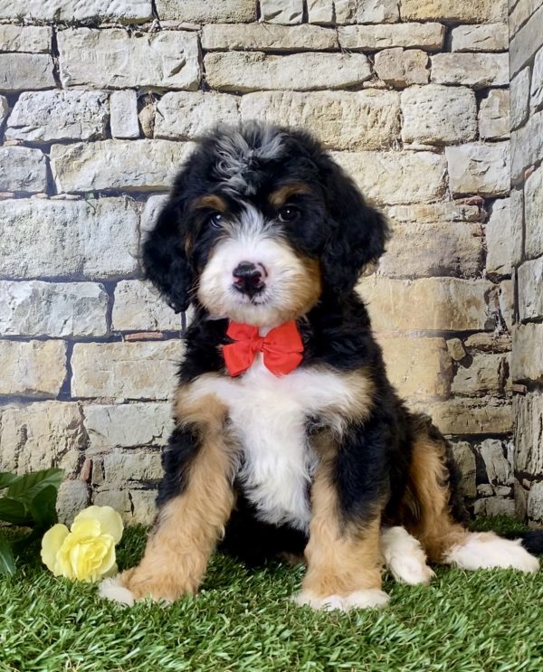 Mr. Irvin the Mini-Bernedoodle - Image 5