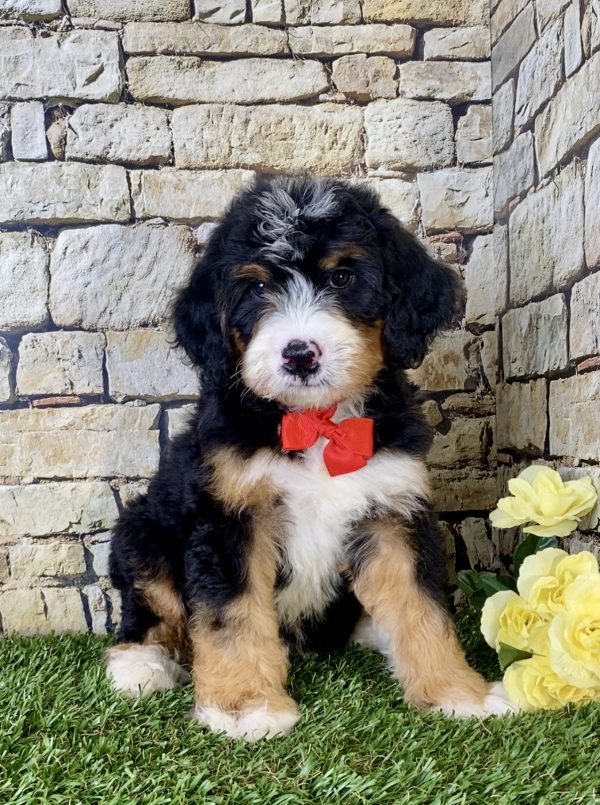 Mr. Irvin the Mini-Bernedoodle puppy