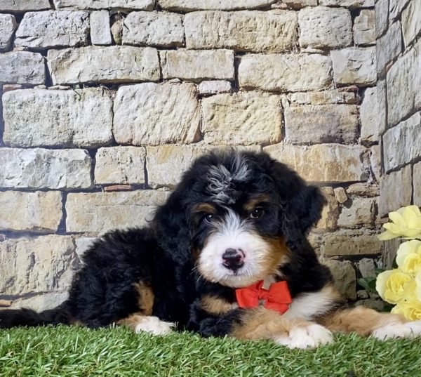 Mr. Irvin the Mini-Bernedoodle - Image 4